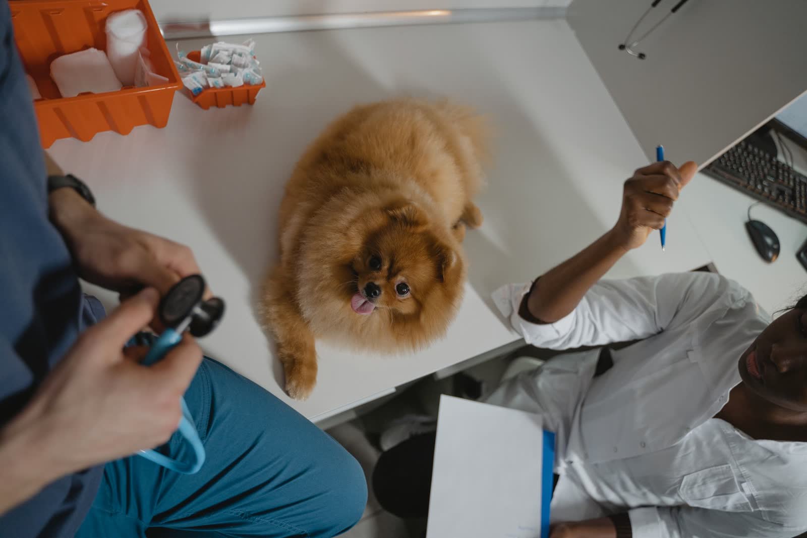 Un petit chien pendant un examen de contrôle en clinique