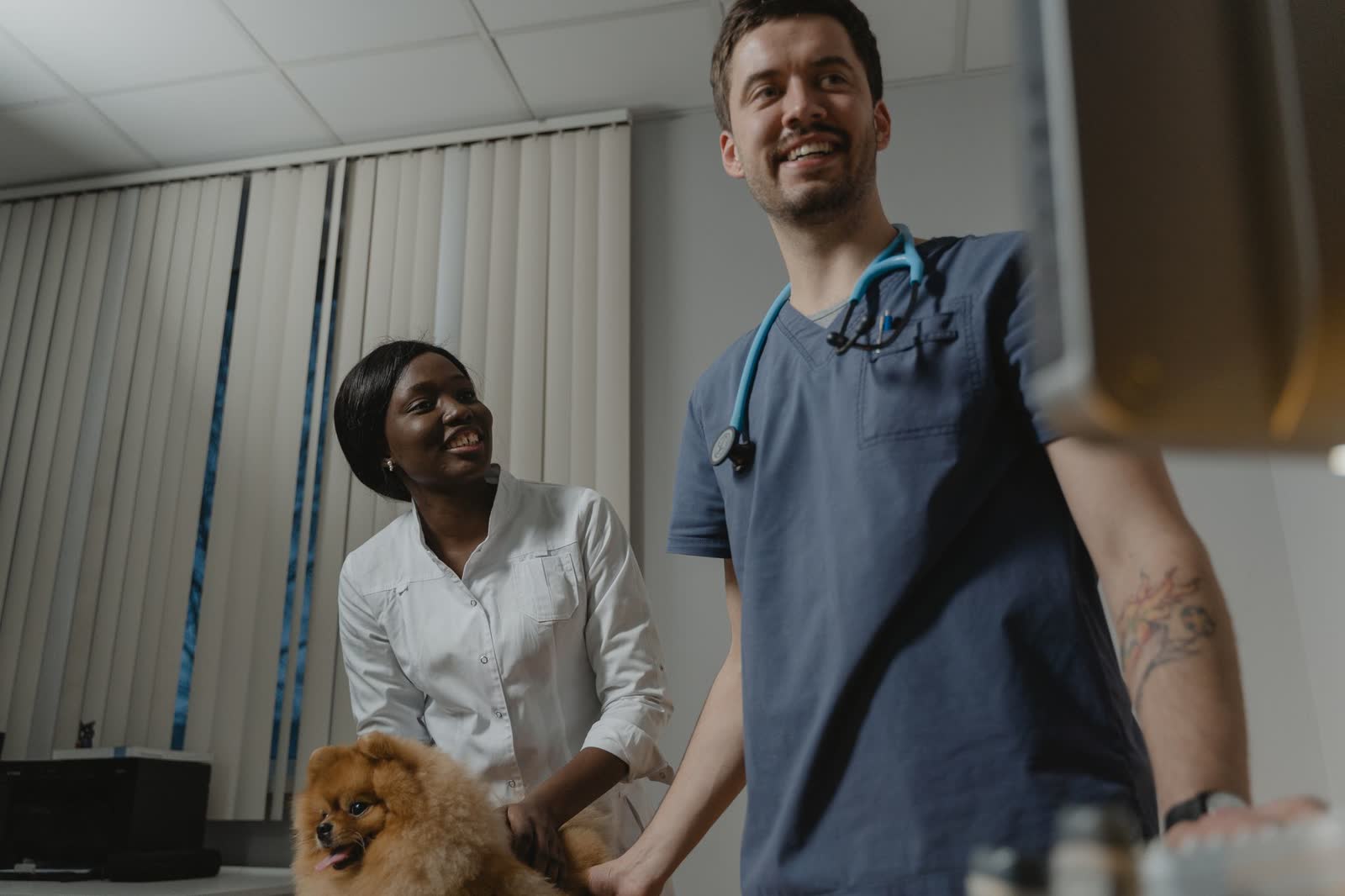 Deux vétérinaires en consultation avec un chien