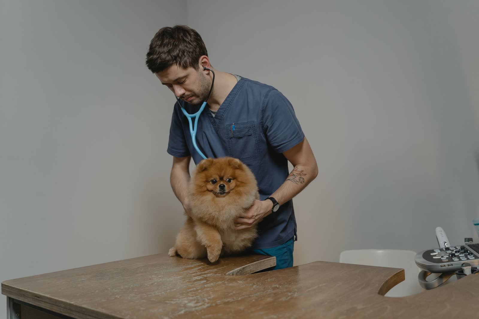 Un vétérinaire ausculte un petit chien sur la table de consultation