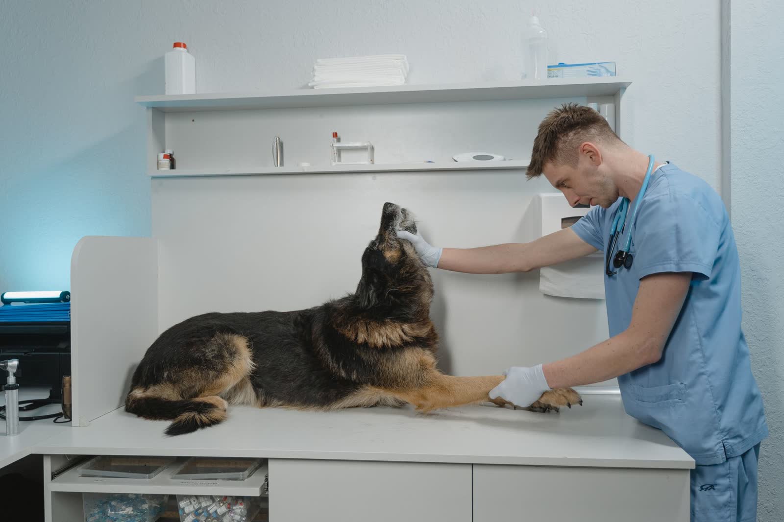 Un vétérinaire examine un berger allemand dans une salle de consultation